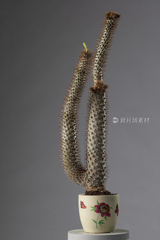 Pachypodium lamerei马达加斯加棕榈